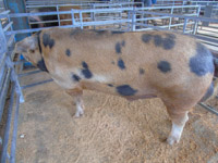 Pigs Dumfries Mart (18)
